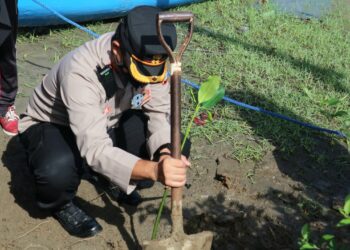 Kapolres Pinrang Pimpin Langsung Bakti Sosial Penanaman Mangrove Di Pantai Ammani