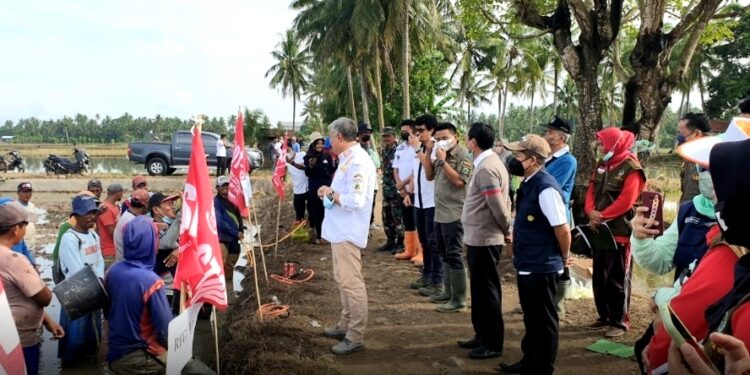 Bupati Pinrang Turun Bersama Masyarakat Dalam Pengendalian Hama Tikus di Kecamatan Tiroang