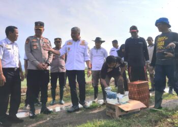 Kapolres Pinrang Bersama Forkopimda Turun Kesawah Sebagai Upaya Pemerintah, TNI dan Polri Dalam Membantu Petani Membasmi Hama Tikus