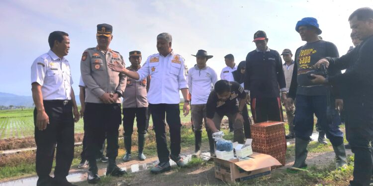 Kapolres Pinrang Bersama Forkopimda Turun Kesawah Sebagai Upaya Pemerintah, TNI dan Polri Dalam Membantu Petani Membasmi Hama Tikus
