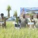 Bupati Pinrang Mengungkapkan Rasa Syukurnya karena Hasil Panen Masyarakat Petani Cukup Memuaskan
