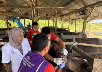Dinas Perkebunan dan Peternakan Pinrang Melakukan Pemeriksaan Hewan qurban Menjelang Hari Raya Idul Adha