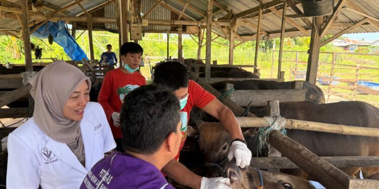 Dinas Perkebunan dan Peternakan Pinrang Melakukan Pemeriksaan Hewan qurban Menjelang Hari Raya Idul Adha