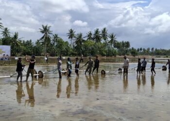 Pinrang Perkuat Komitmen Swasembada Pangan Lewat Gerakan Tanam Serempak 50.000 Hektar