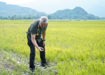 Bupati Pinrang Tinjau Lahan Terdampak Kekeringan Pompanisasi Jadi Solusi Utama