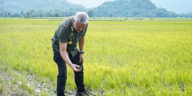 Bupati Pinrang Tinjau Lahan Terdampak Kekeringan Pompanisasi Jadi Solusi Utama