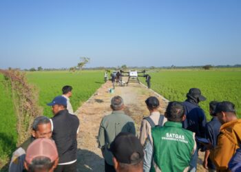 Modernisasi Pertanian Pinrang Drone Digunakan untuk Percepat Penanganan Hama