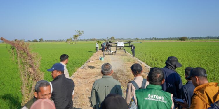 Modernisasi Pertanian Pinrang Drone Digunakan untuk Percepat Penanganan Hama